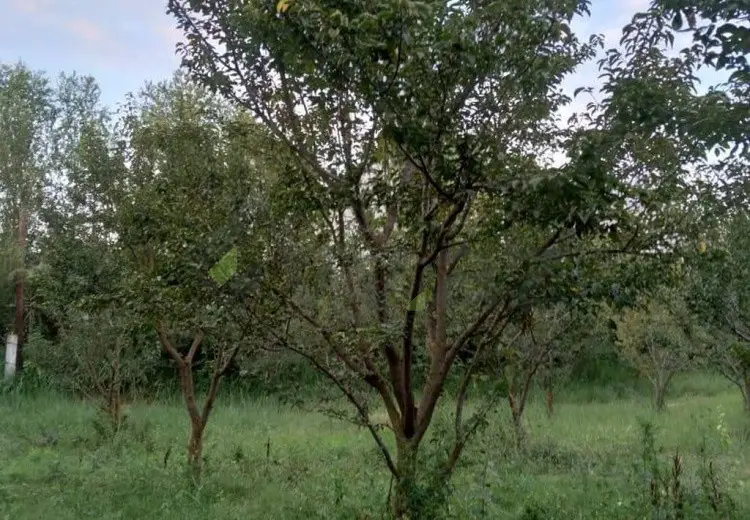 95 sot Torpaq Satılır, Göyçay