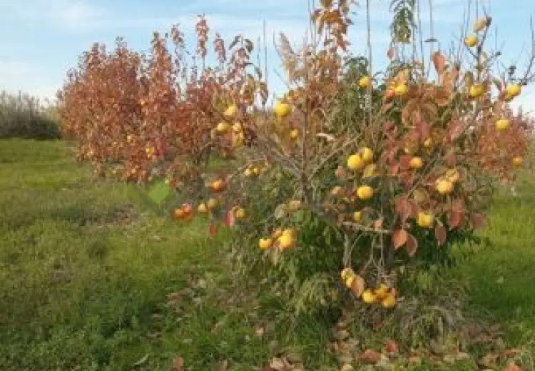 200 sot Torpaq Satılır, Xaçmaz