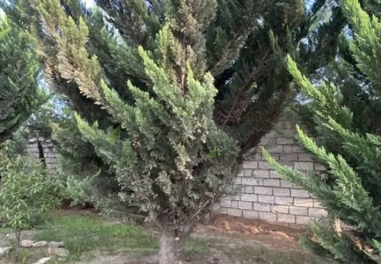 12 sot Torpaq Satılır, Albalı qəs., Sabunçu, Bakı
