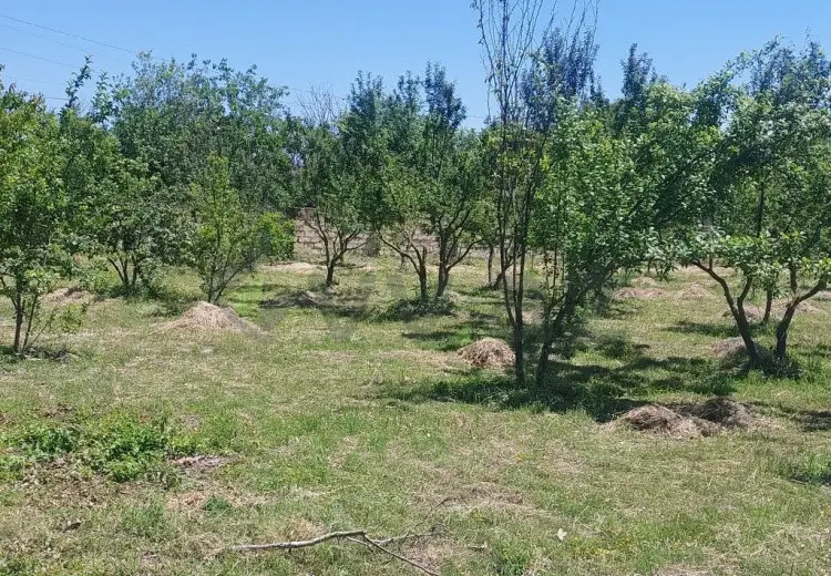 19 sot Torpaq Satılır, Göyçay