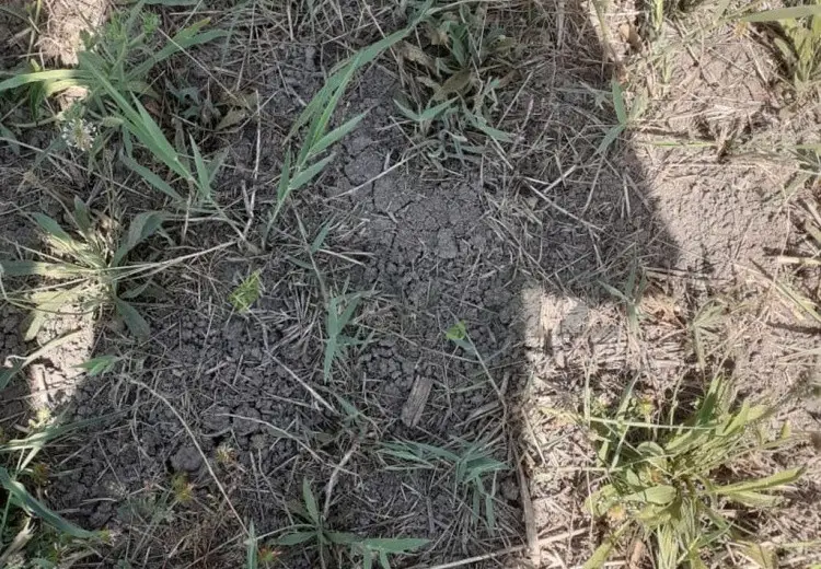 22 sot Torpaq Satılır, Füzuli
