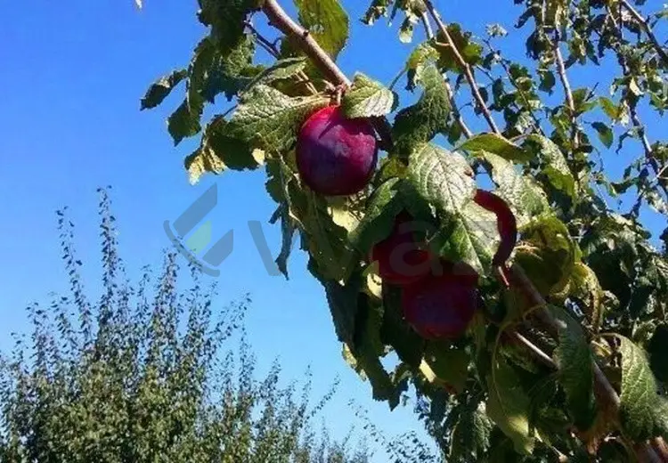 180 sot Torpaq Satılır, Xaçmaz