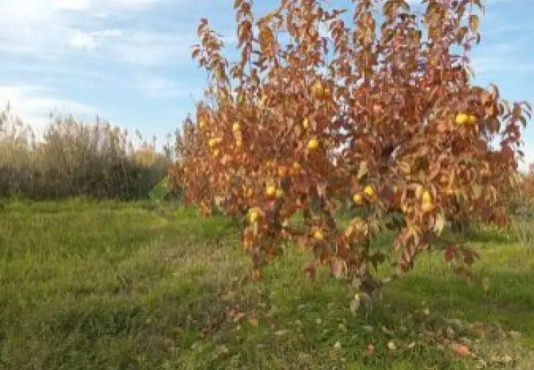 200 sot Torpaq Satılır, Xaçmaz