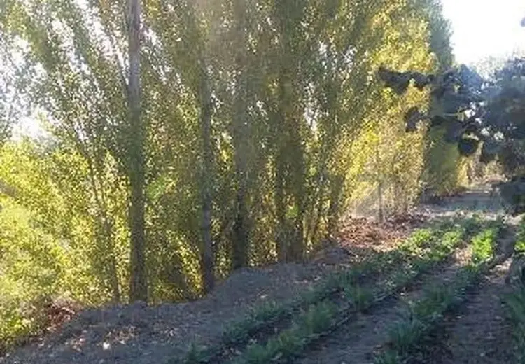 180 sot Torpaq Satılır, Xaçmaz