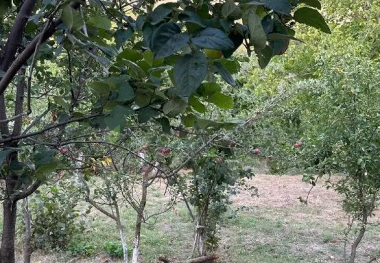 22 sot Torpaq Satılır, Şabran