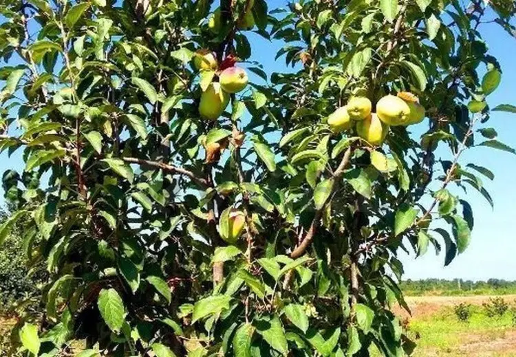 180 sot Torpaq Satılır, Xaçmaz