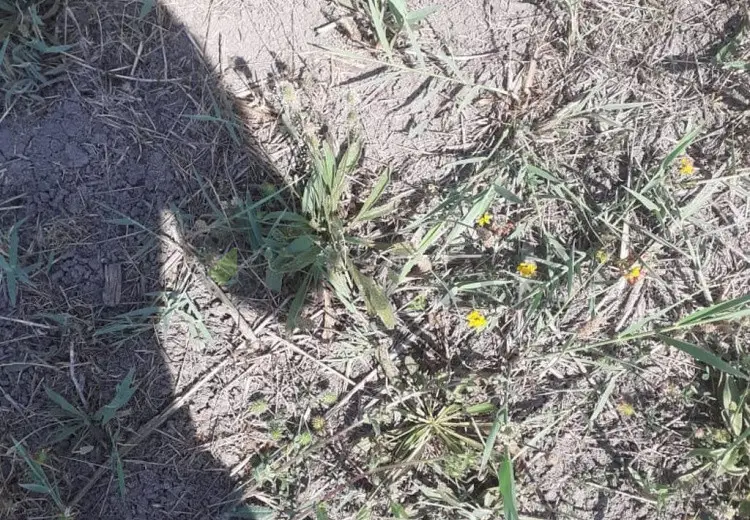 22 sot Torpaq Satılır, Füzuli