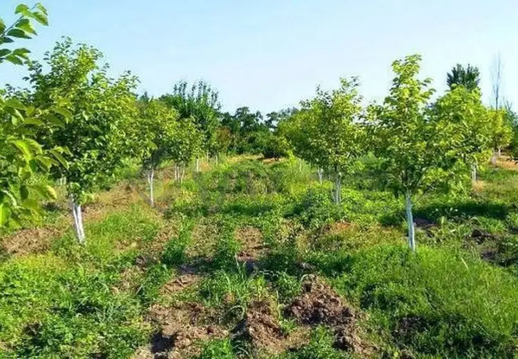 180 sot Torpaq Satılır, Xaçmaz