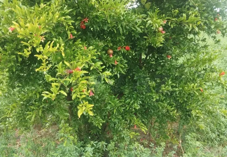 157 sot Torpaq Satılır, Xaçmaz