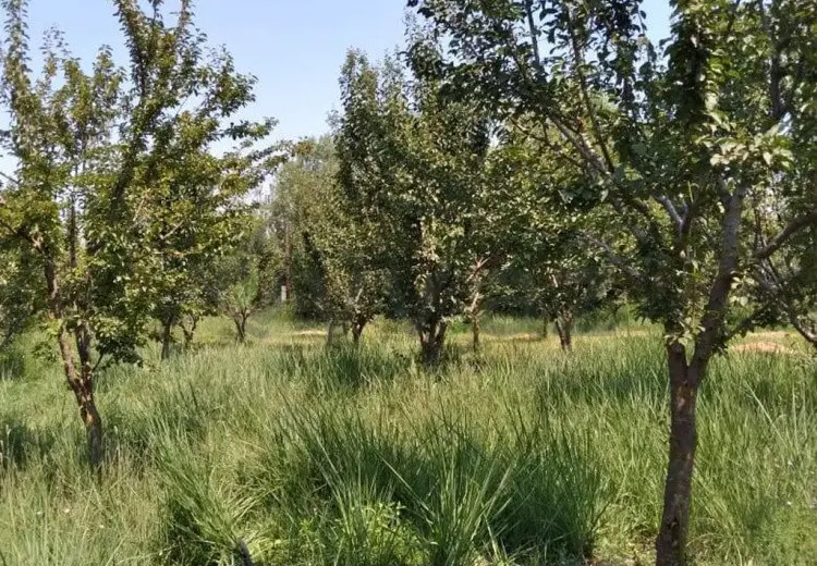 95 sot Torpaq Satılır, Göyçay