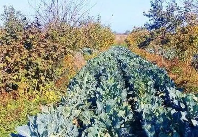 180 sot Torpaq Satılır, Xaçmaz