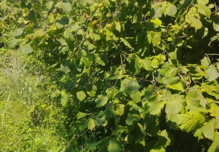 24 sot Torpaq Satılır, Zaqatala