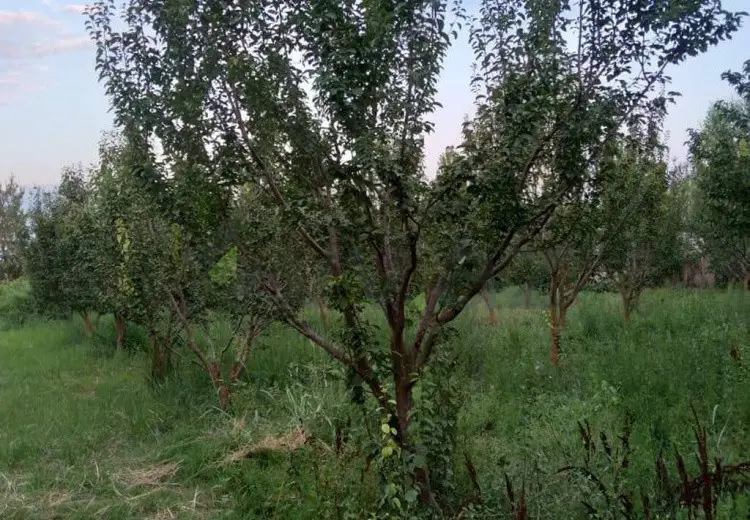 95 sot Torpaq Satılır, Göyçay