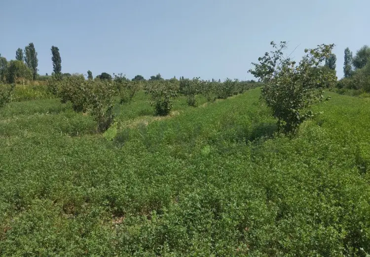157 sot Torpaq Satılır, Xaçmaz