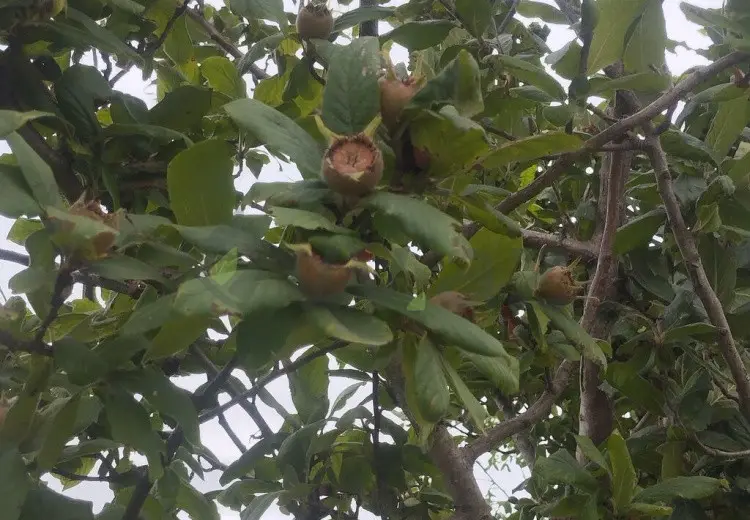 157 sot Torpaq Satılır, Xaçmaz