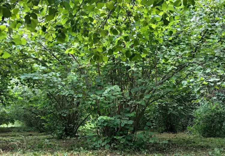 35 sot Torpaq Satılır, Oğuz