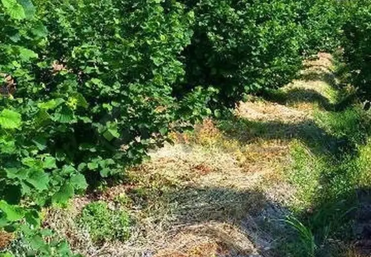 180 sot Torpaq Satılır, Xaçmaz