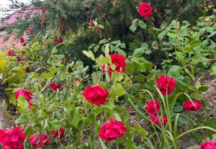 4 otaqlı mənzil Satılır, Şamaxı