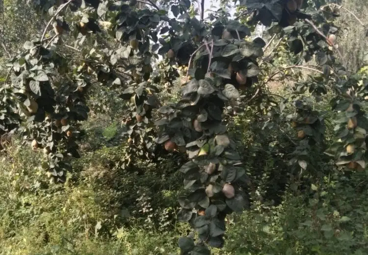 95 sot Torpaq Satılır, Göyçay