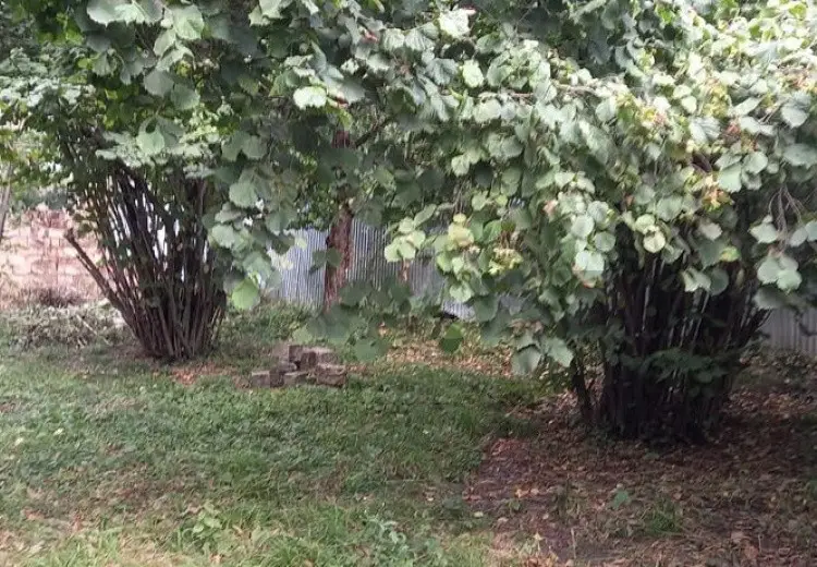 5 sot Torpaq Satılır, Qəbələ