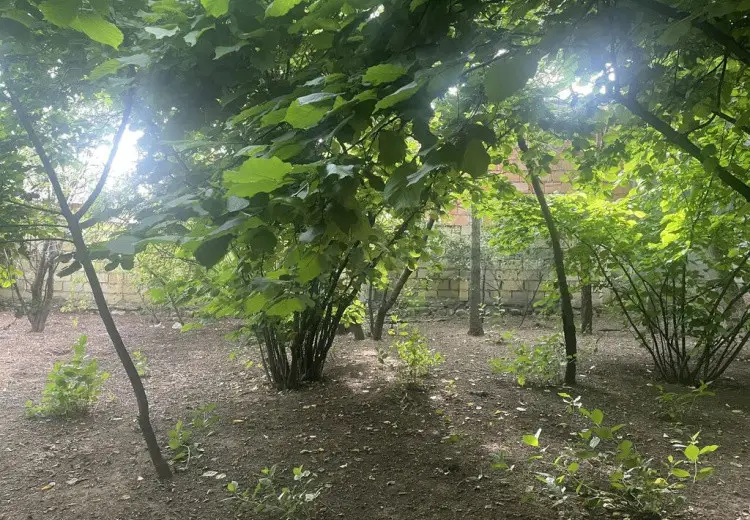6 sot Torpaq Satılır, Oğuz