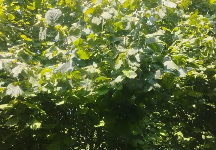 24 sot Torpaq Satılır, Zaqatala