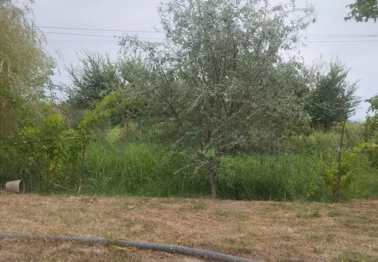 157 sot Torpaq Satılır, Xaçmaz