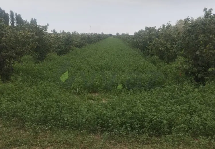 157 sot Torpaq Satılır, Xaçmaz