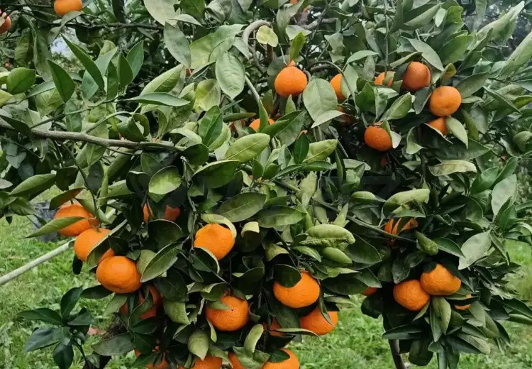 35 sot Torpaq Satılır, Astara