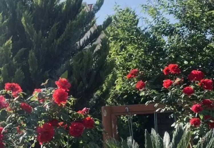 12 sot Torpaq Satılır, Albalı qəs., Sabunçu, Bakı