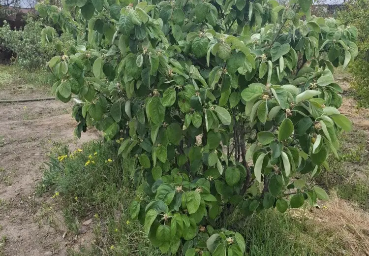2 otaqlı mənzil Satılır, Gəncə