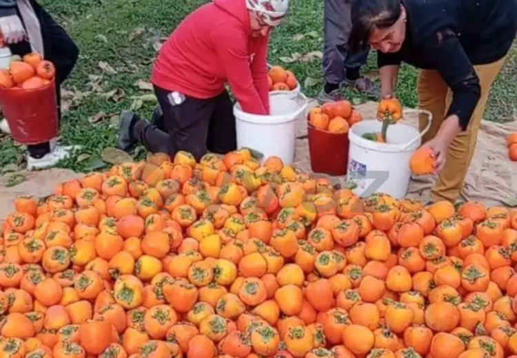 70 sot Torpaq Satılır, Göyçay