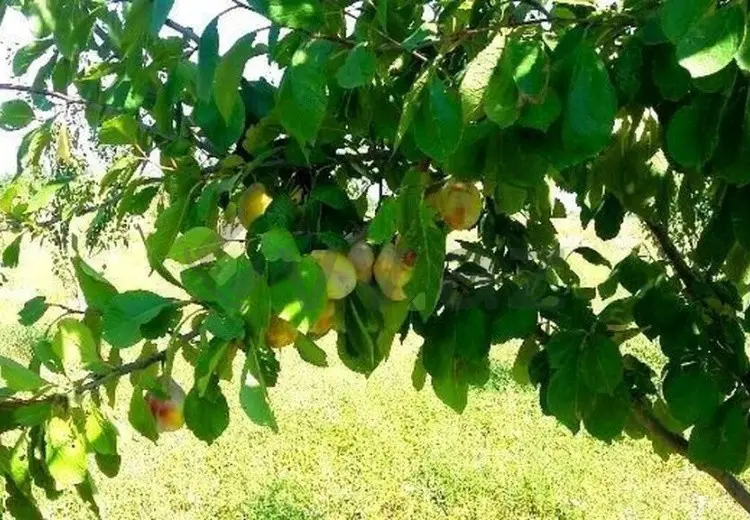 180 sot Torpaq Satılır, Xaçmaz