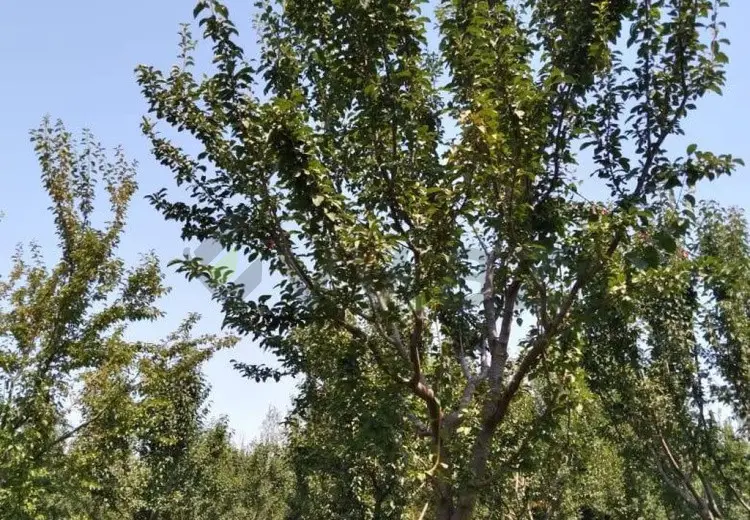 95 sot Torpaq Satılır, Göyçay