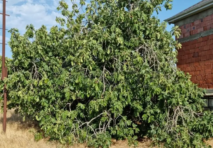 34 sot Torpaq Satılır, Qurd dərəsi, Sumqayıt