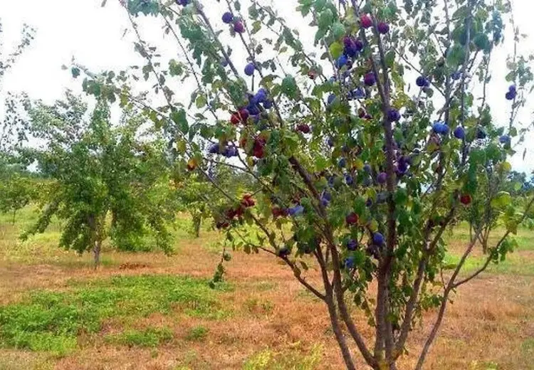 180 sot Torpaq Satılır, Xaçmaz