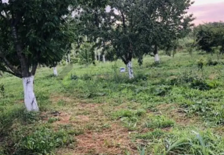 48 sot Torpaq Satılır, Xaçmaz