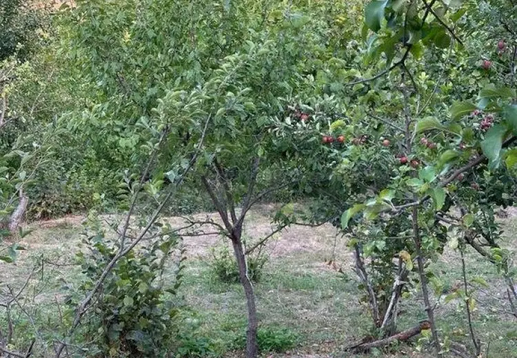 22 sot Torpaq Satılır, Şabran
