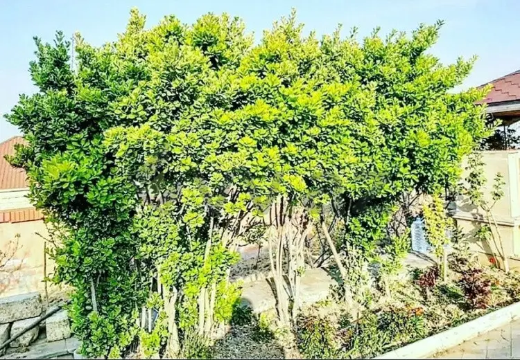 3 otaqlı mənzil Kirayə (günlük), Novxanı, Abşeron