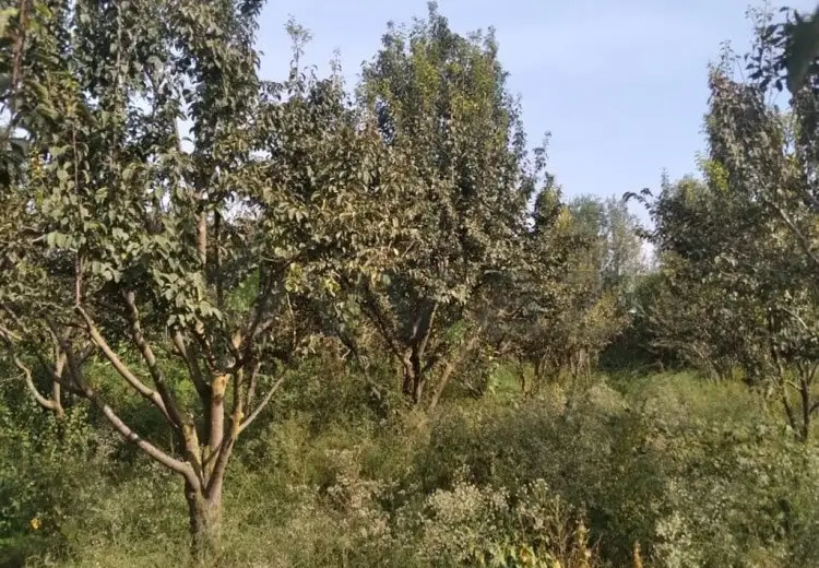 95 sot Torpaq Satılır, Göyçay