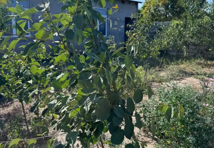 1 otaqlı mənzil Satılır, Albalı qəs., Sabunçu, Bakı