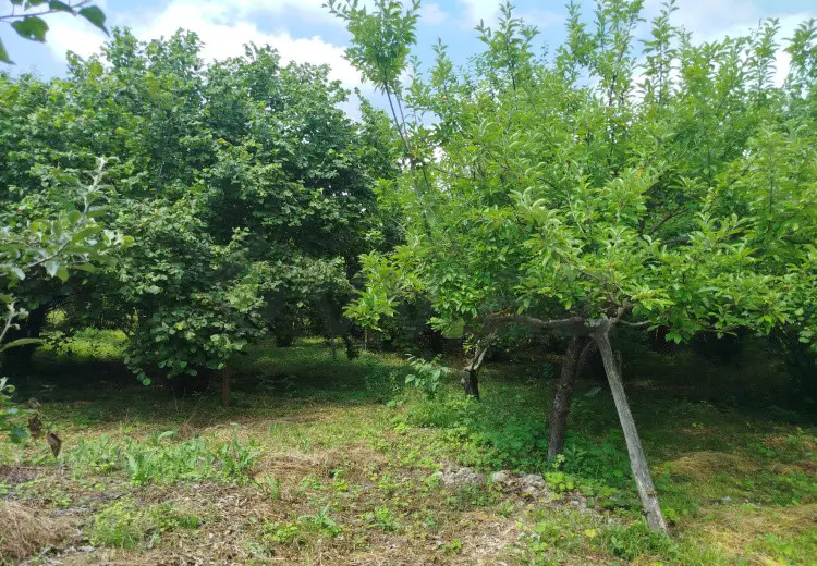 12 sot Torpaq Satılır, İsmayıllı