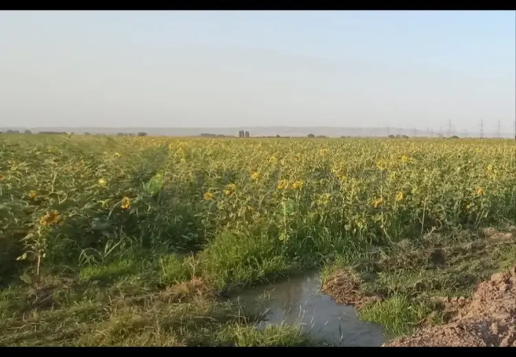 200 sot Torpaq Satılır, Samux
