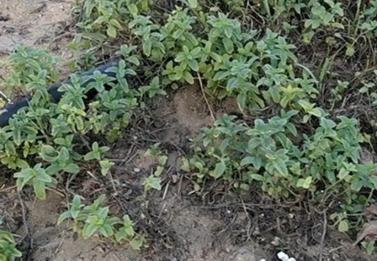 6 sot Torpaq Satılır, Zirə, Xəzər, Bakı