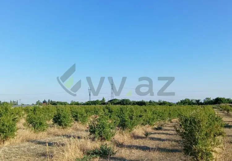 200 sot Torpaq Satılır, Göyçay
