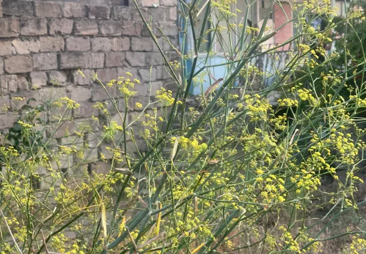 6 sot Torpaq Satılır, Bilgəh qəs., Sabunçu, Bakı