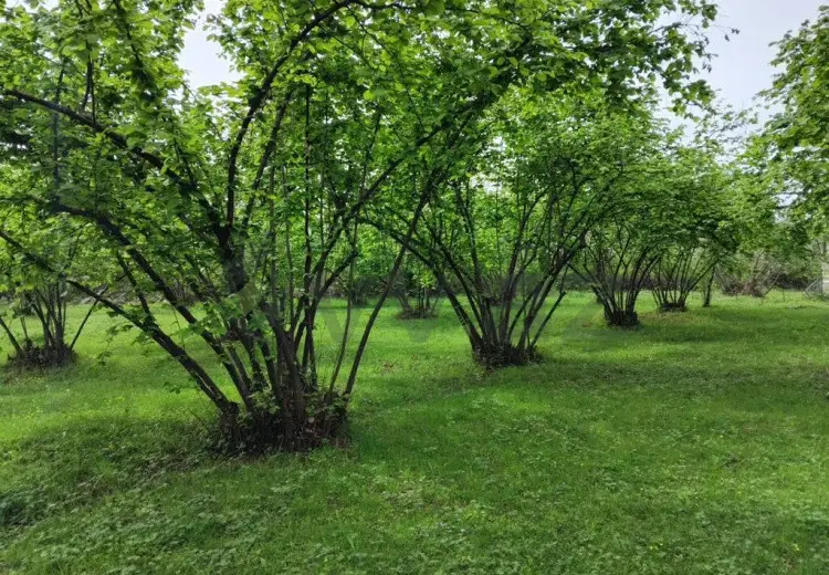 61 sot Torpaq Satılır, Oğuz