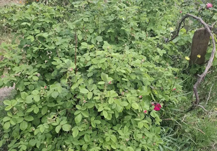 2 otaqlı mənzil Satılır, Gəncə