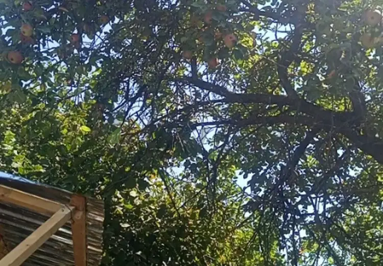 10 sot Torpaq Satılır, Qəbələ