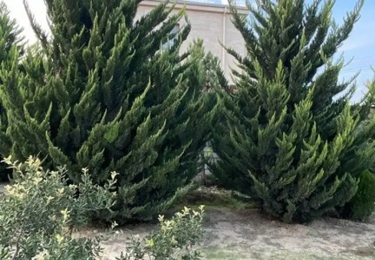 12 sot Torpaq Satılır, Albalı qəs., Sabunçu, Bakı